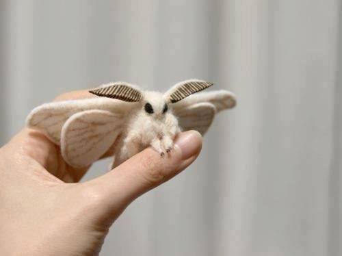 poodle-moth.jpg