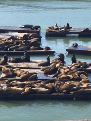 The sea lions at Pier 39.
